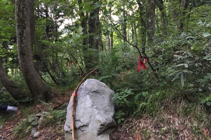 リボンがついた登山道