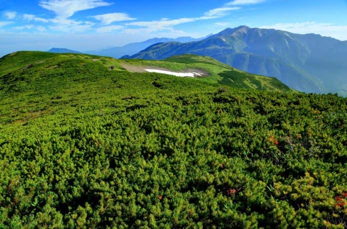 北ノ俣岳山頂のハイマツと薬師岳