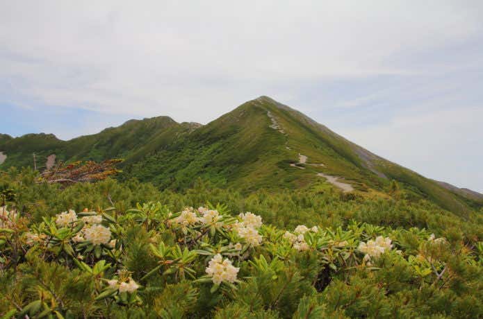 爺ヶ岳と高山植物
