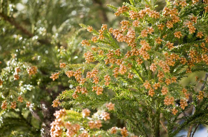 スギ花粉