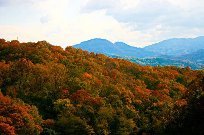 紅葉期の山