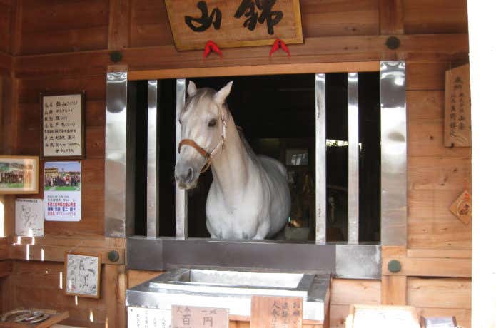 多度大社の白馬