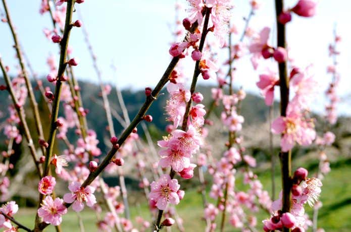 おおくぼ台梅林公園の春