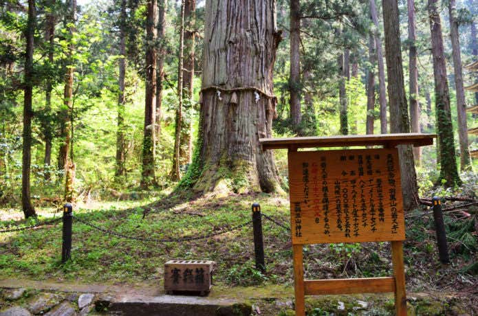 爺杉