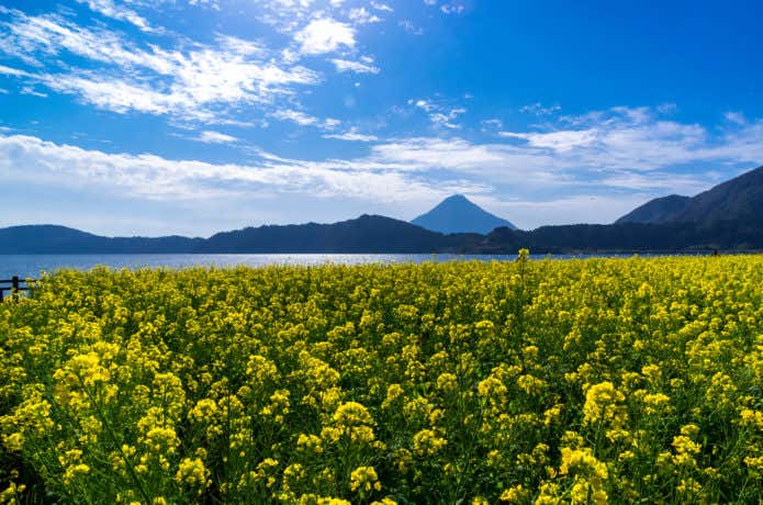 池田湖の菜の花畑