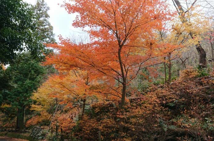 秋の多度山