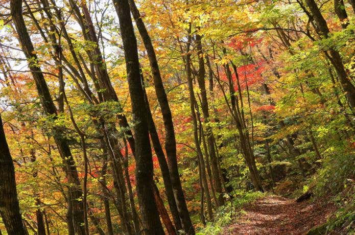 八溝山 紅葉