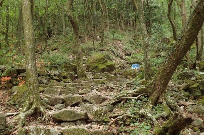 登山道　石の階段