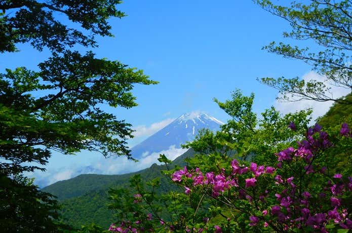 越前岳　アシタカツツジ