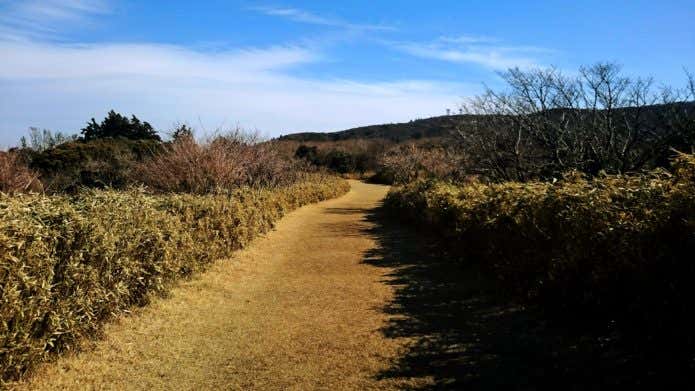 達磨山　登山道