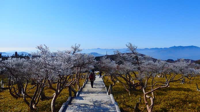 大台ヶ原　木道