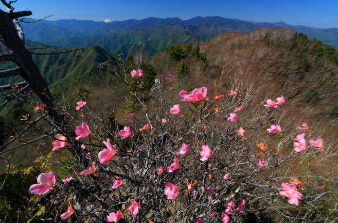 両神山　アカヤシオ