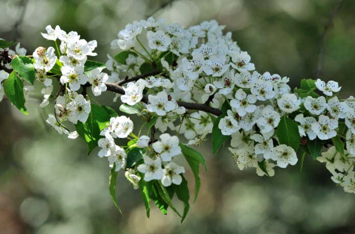 マメナシの花