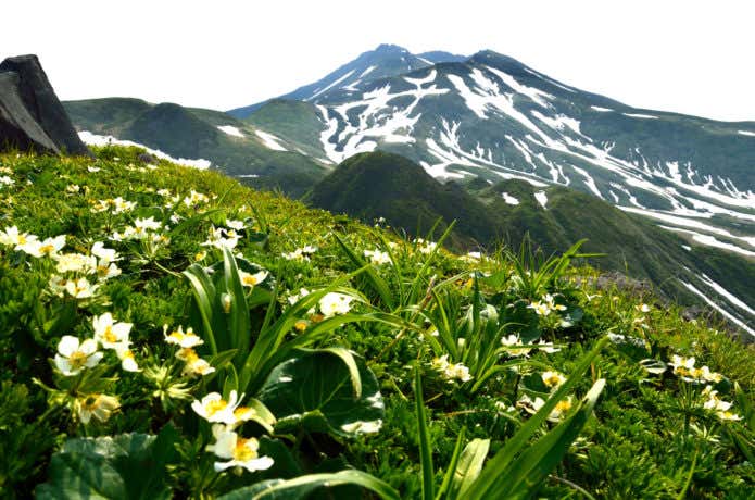 鳥海山　チョウカイフスマ