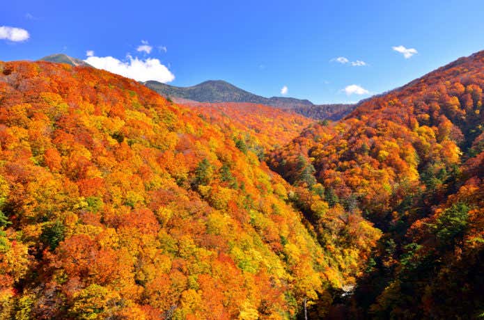 八甲田山　紅葉