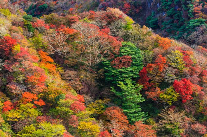 雲仙岳　紅葉