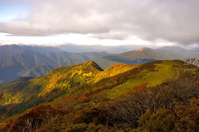 三嶺・天狗塚のミヤマクマザサ及びコメツツジ群落