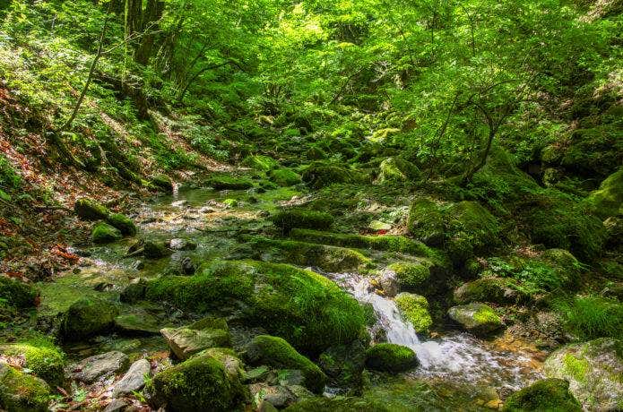 新緑の御岳山、ロックガーデン