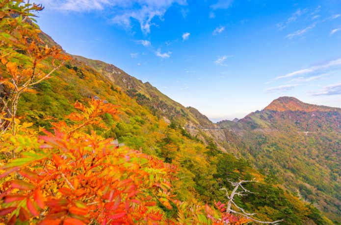瓶ヶ森　秋の紅葉