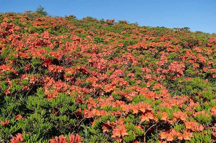 レンゲツツジの群生地