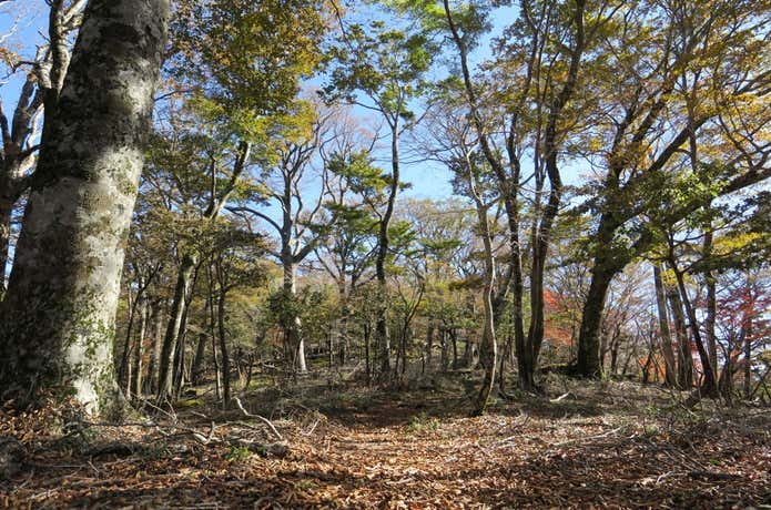 緩やかな登りの尾根道