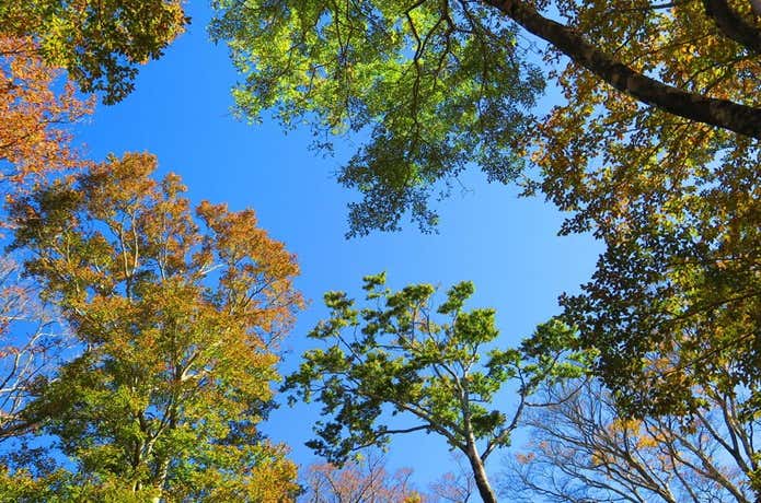 国見岳　紅葉