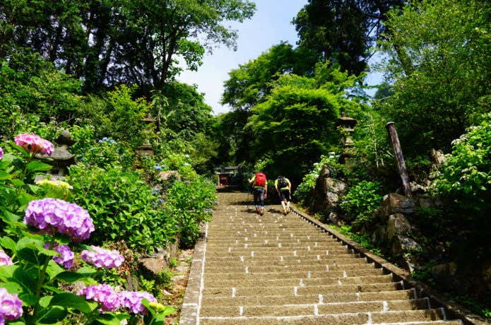 太平山の紫陽花