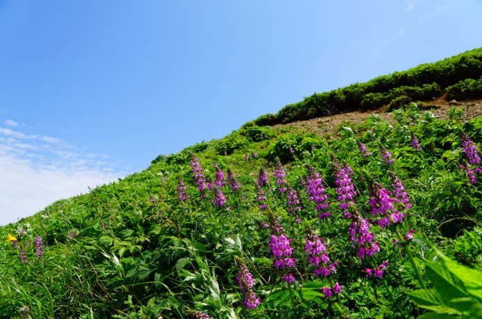 白山の高山植物