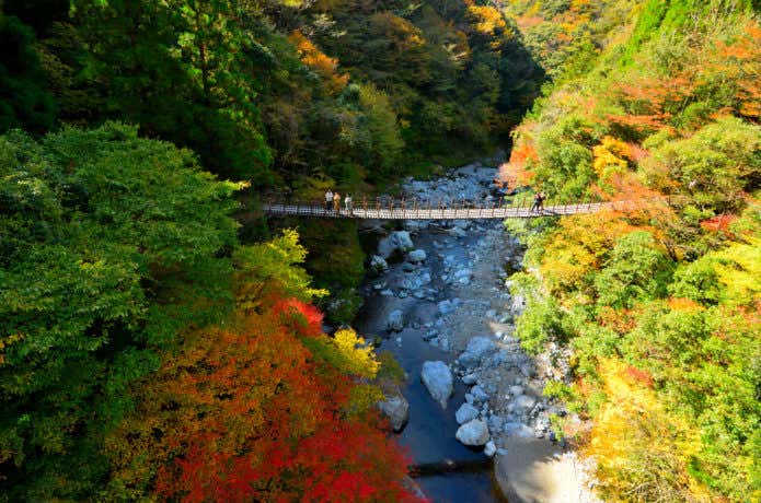 樅木の吊橋