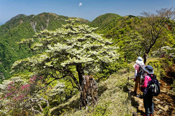 花見登山