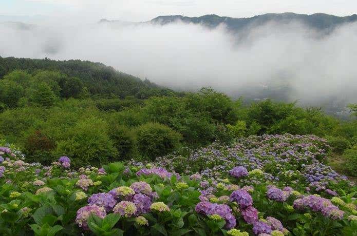 美の山公園のアジサイと雲海