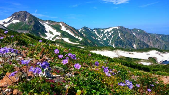 高山植物