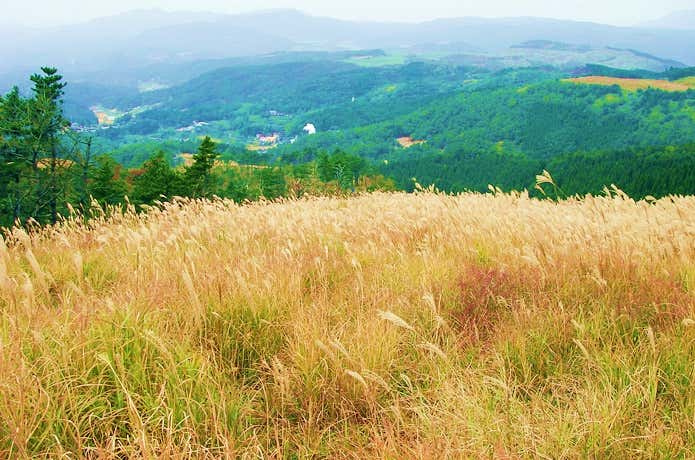 草もみじ ススキ 秋の登山道