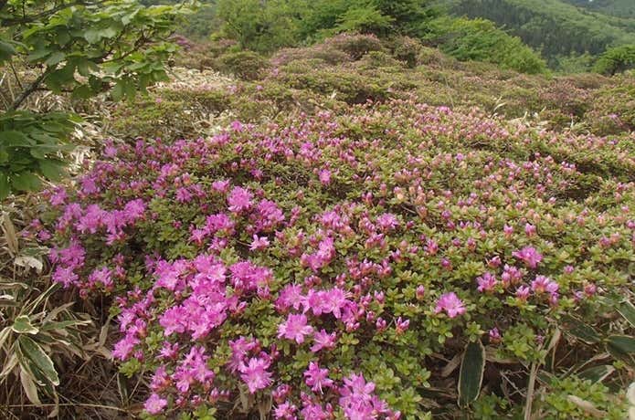 ミヤマキリシマの群生地