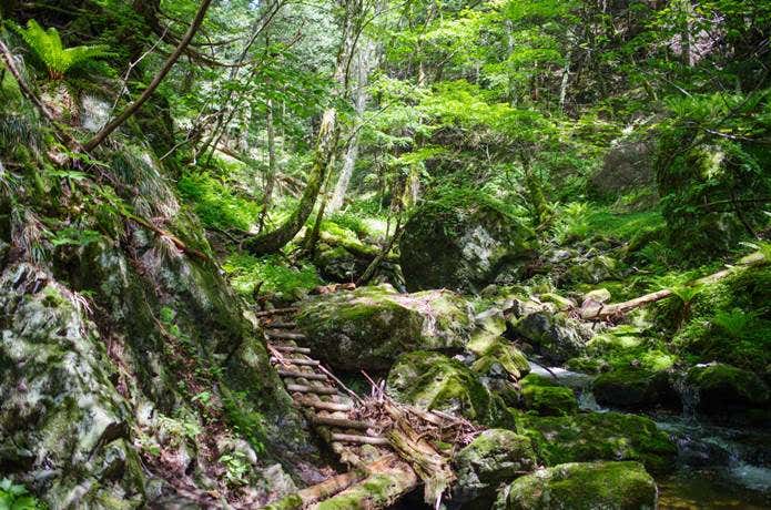 苔むした入笠山のテイ沢