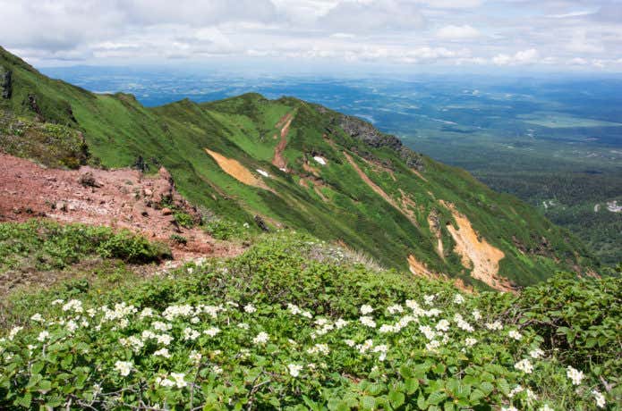 富良野岳　花