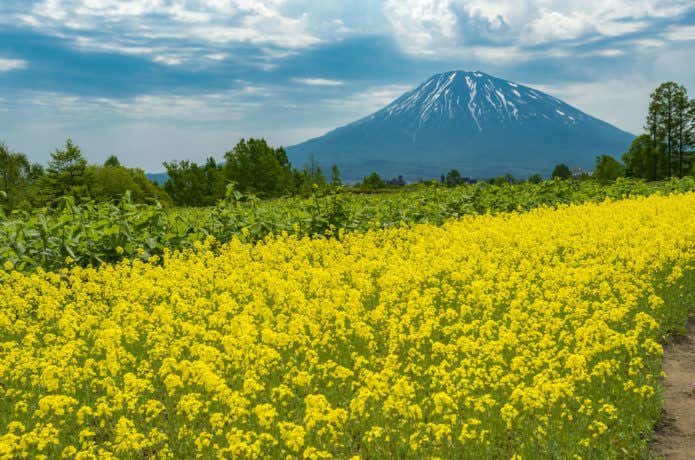 羊蹄山