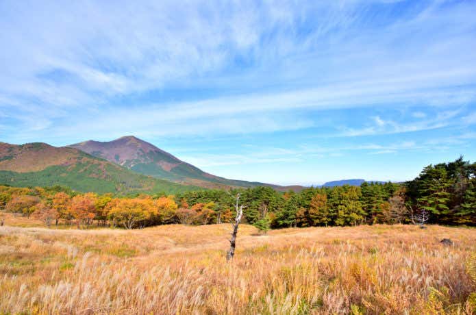 湧蓋山　ススキ