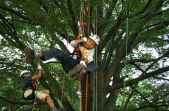 ツリークライミング