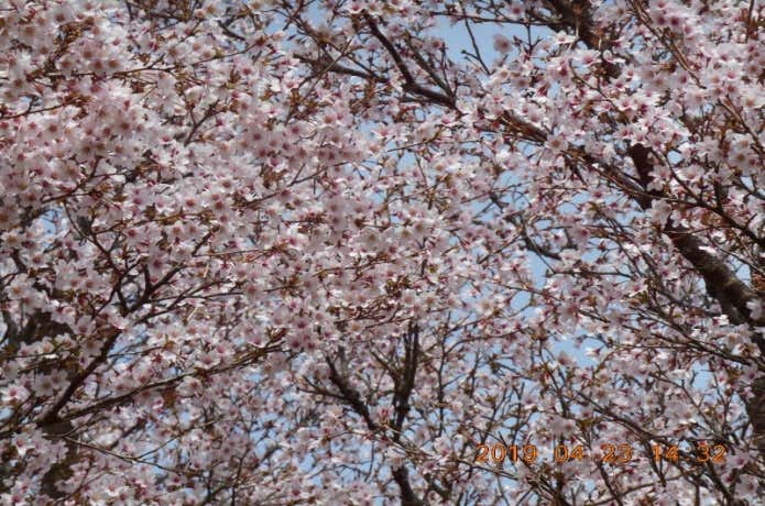 明神が岳の桜