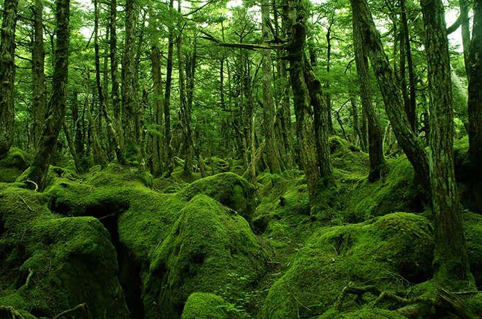 Facebook/白駒荘　苔むす森