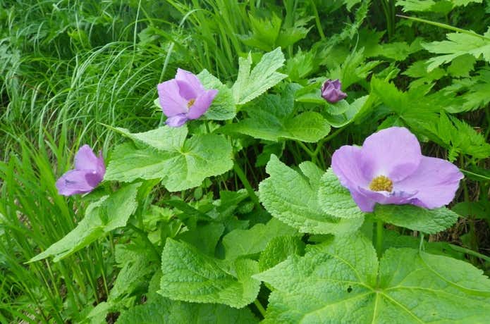 花