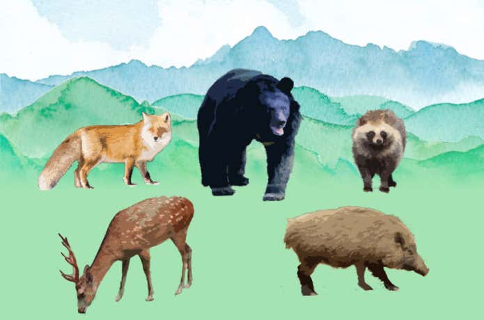 動物