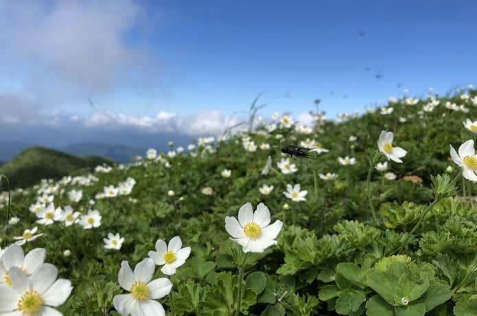 花畑