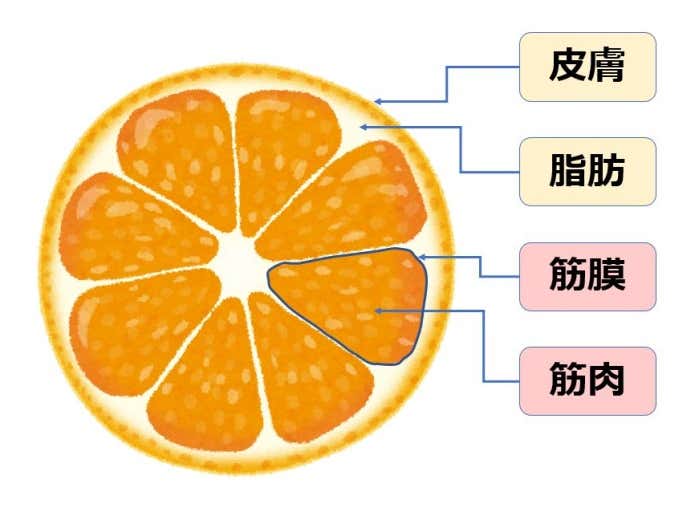 筋膜の構造