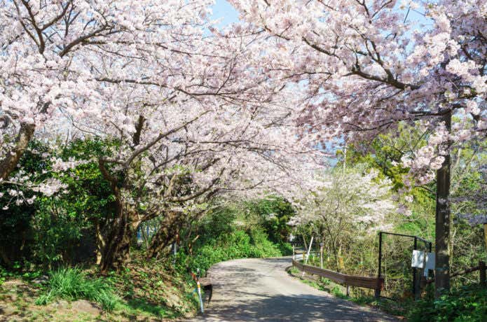 沼津アルプス　桜並木