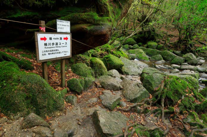 沢沿いの登山道