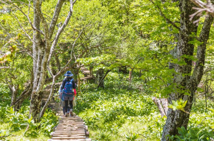 新緑の登山
