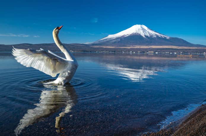 富士山と白鳥