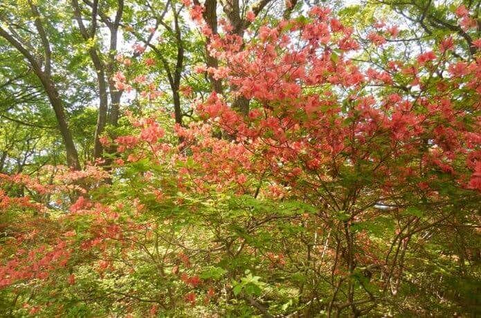 笠山　ツツジ